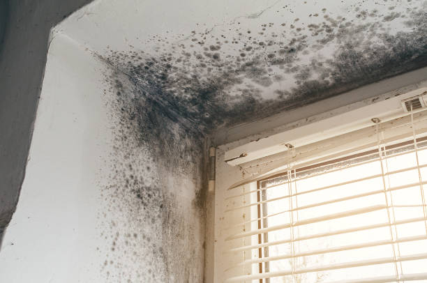 Affordable Commercial Mold Remediation solutions in Mitchells, VA